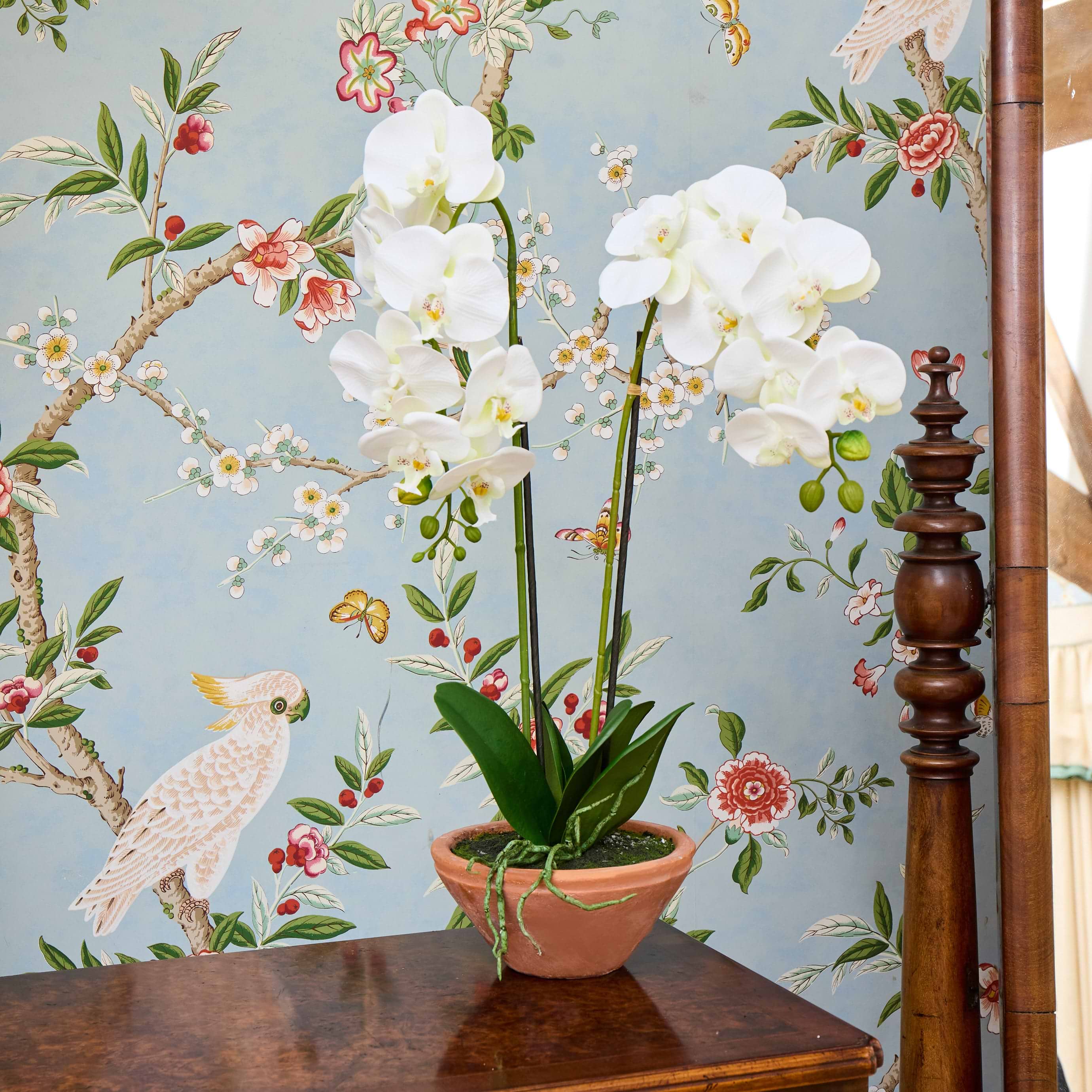 Faux Phalaenopsis Orchid in Terracotta Pot