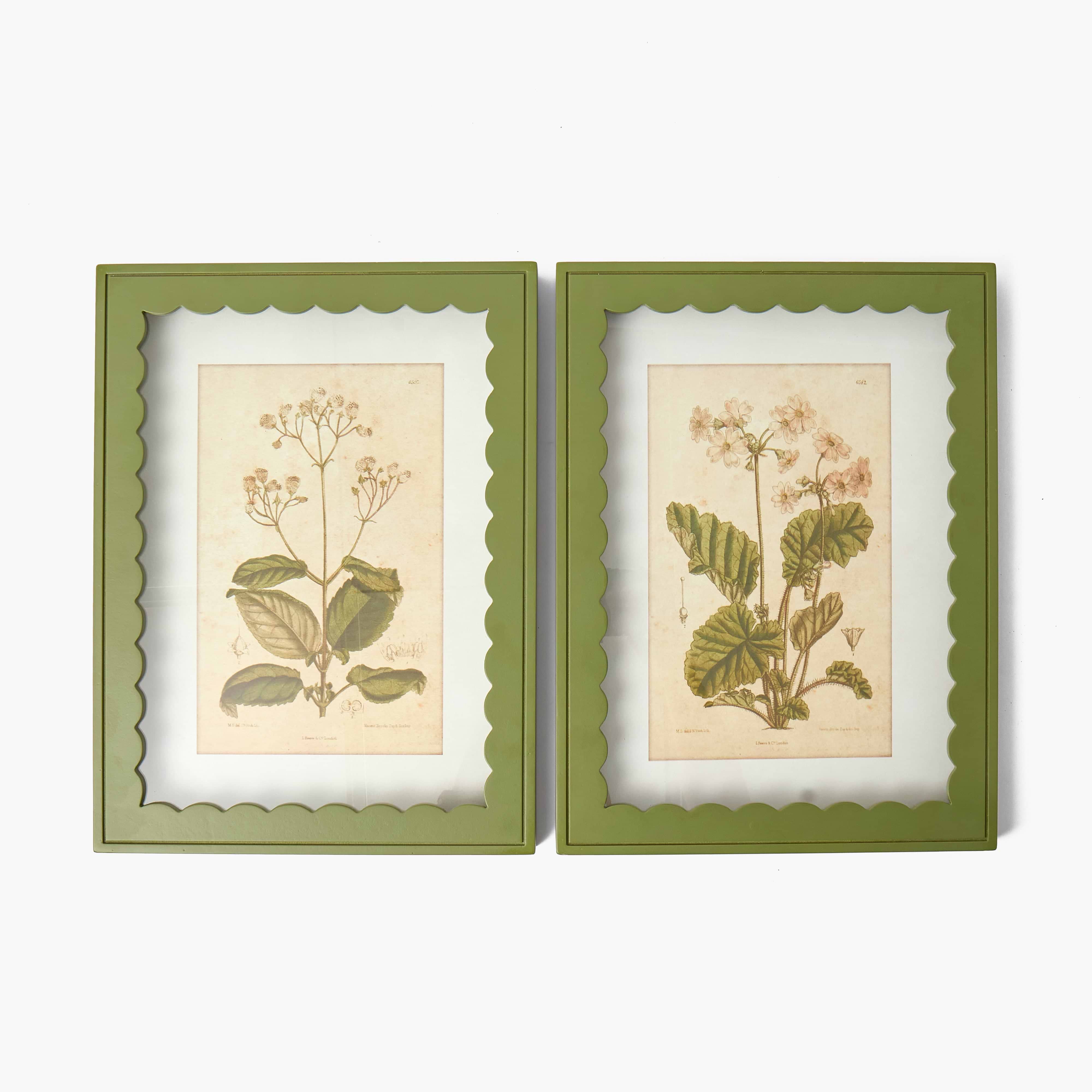 Green Scalloped Primula Framed Prints (Set of 2)