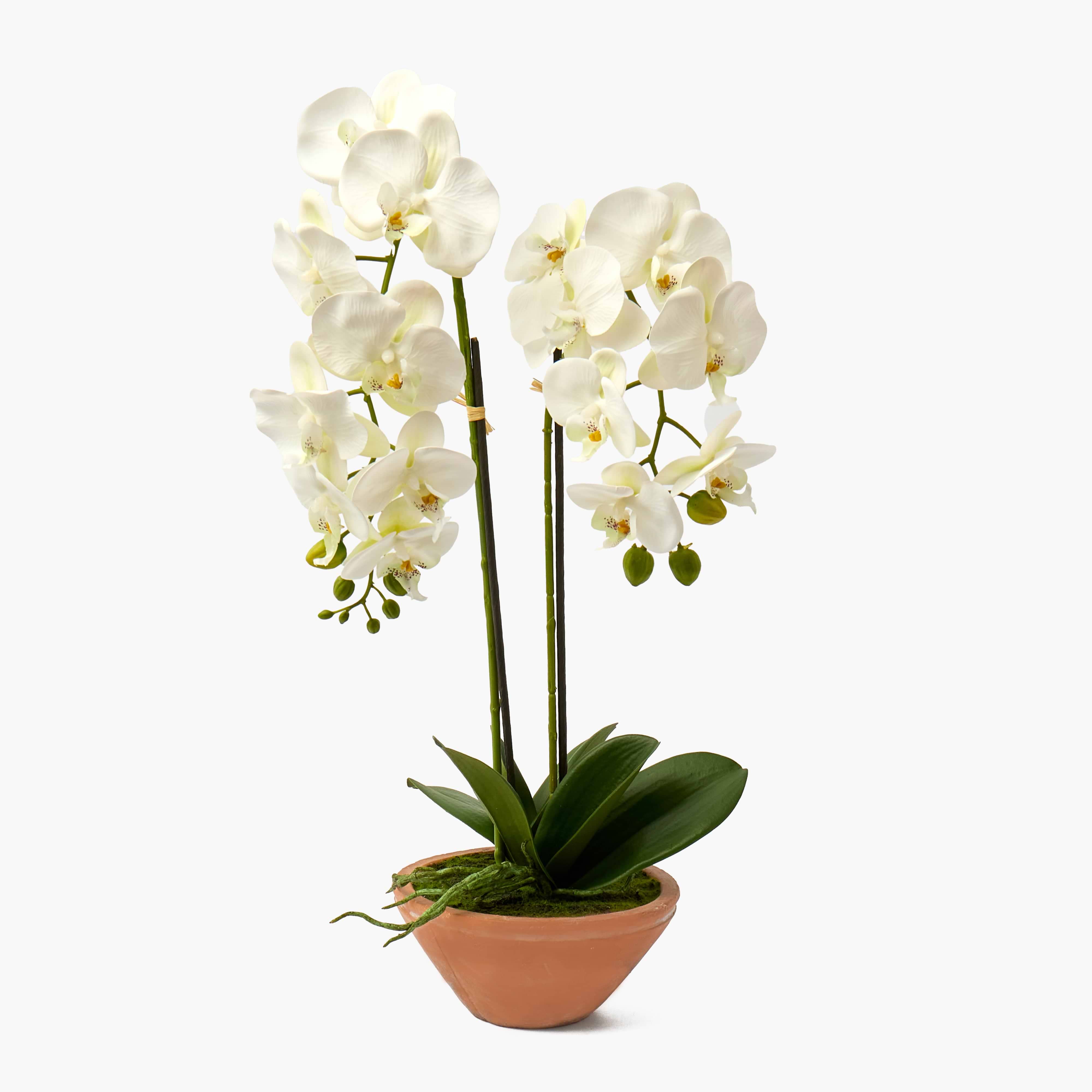 Faux Phalaenopsis Orchid in Terracotta Pot