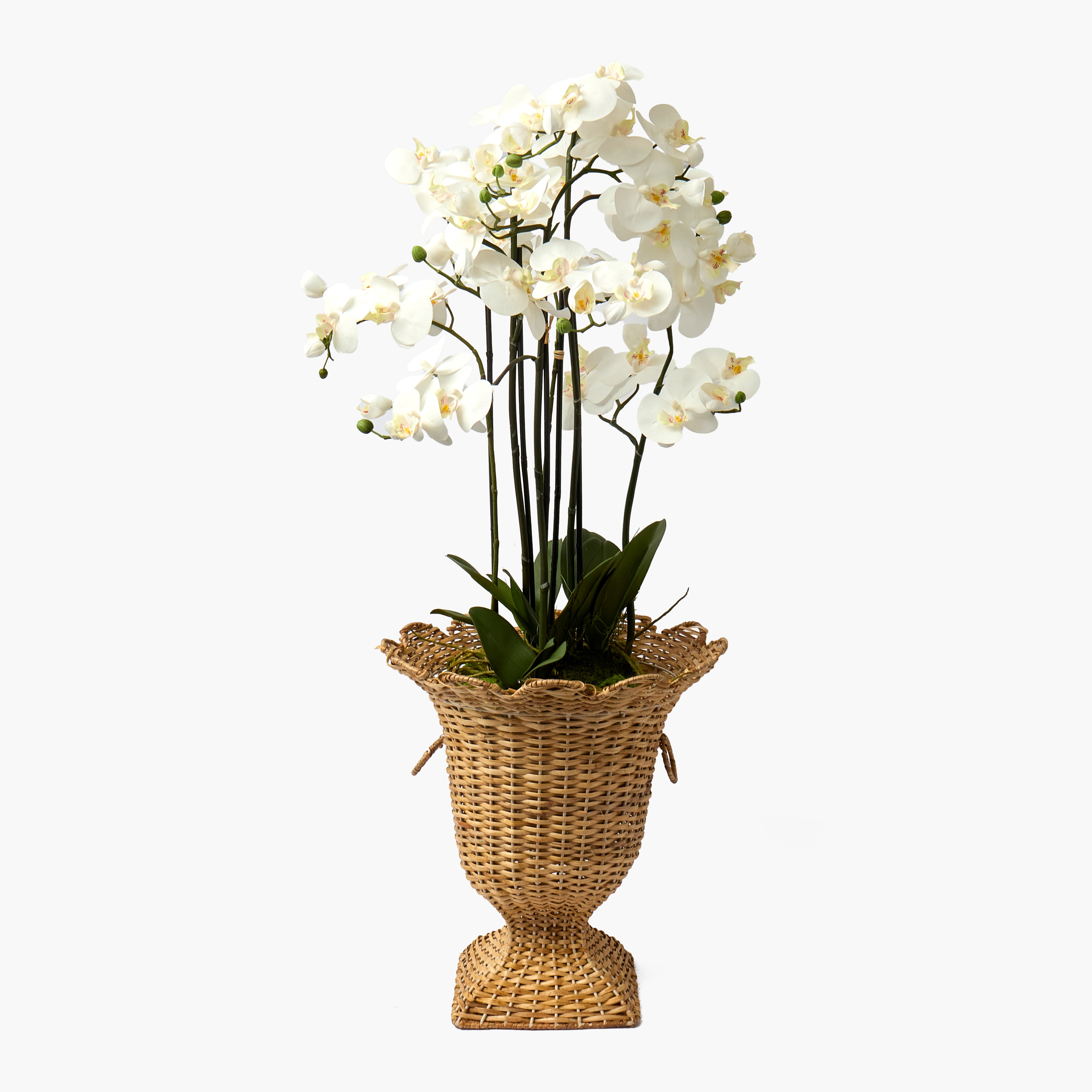 Faux Orchid in Soil - 110cm