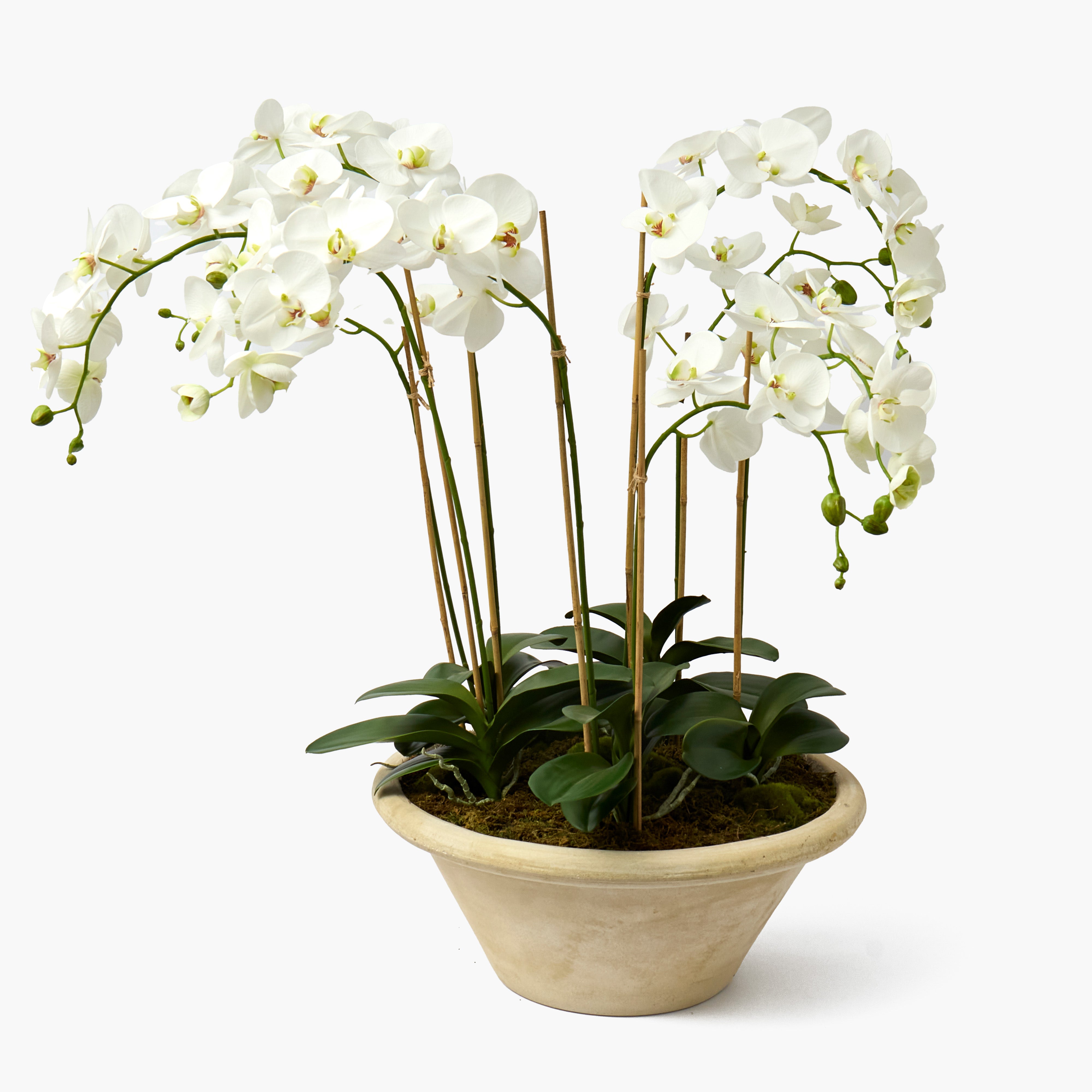 Faux Orchid in Large Clay Pot - 109cm