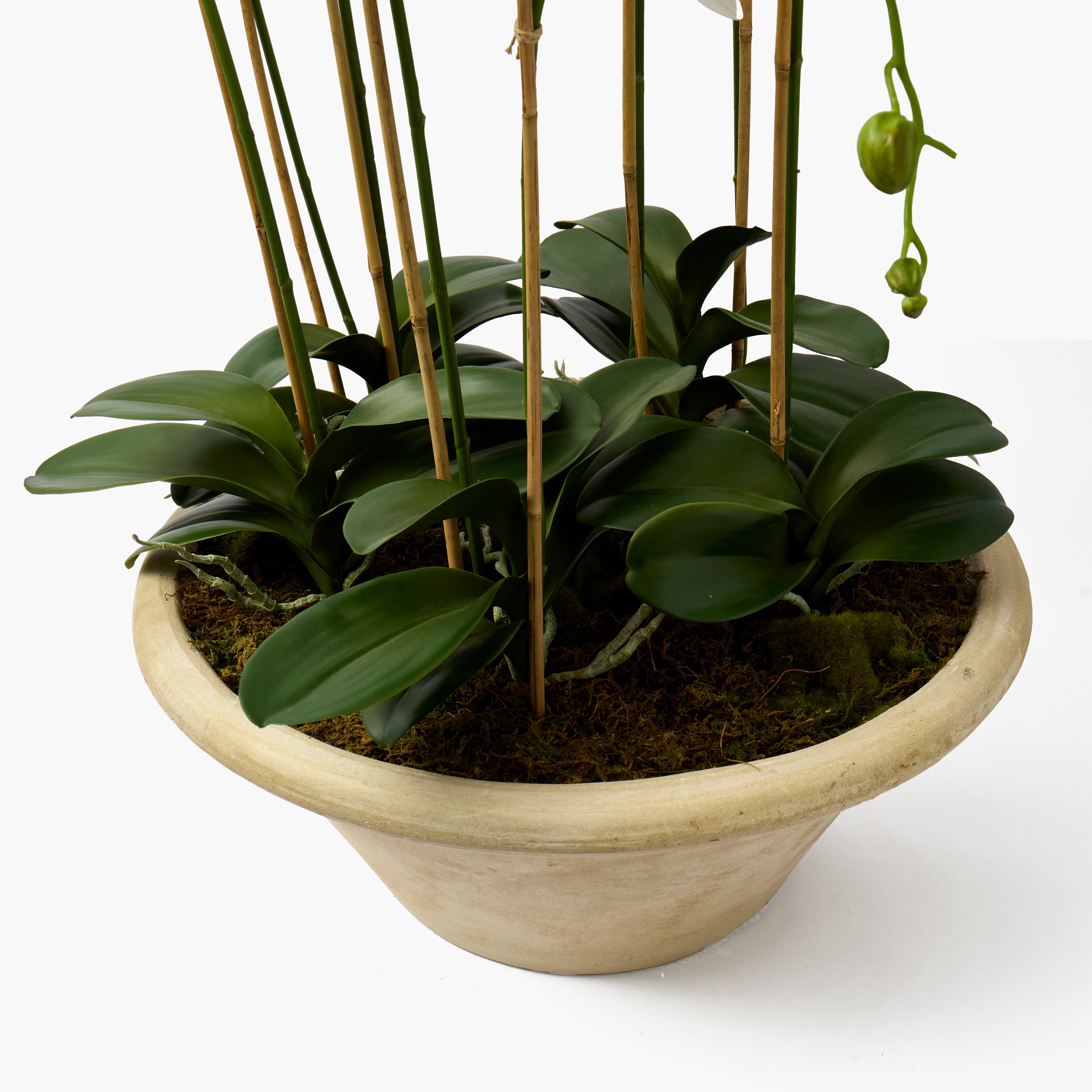 Faux Orchid in Large Clay Pot - 109cm