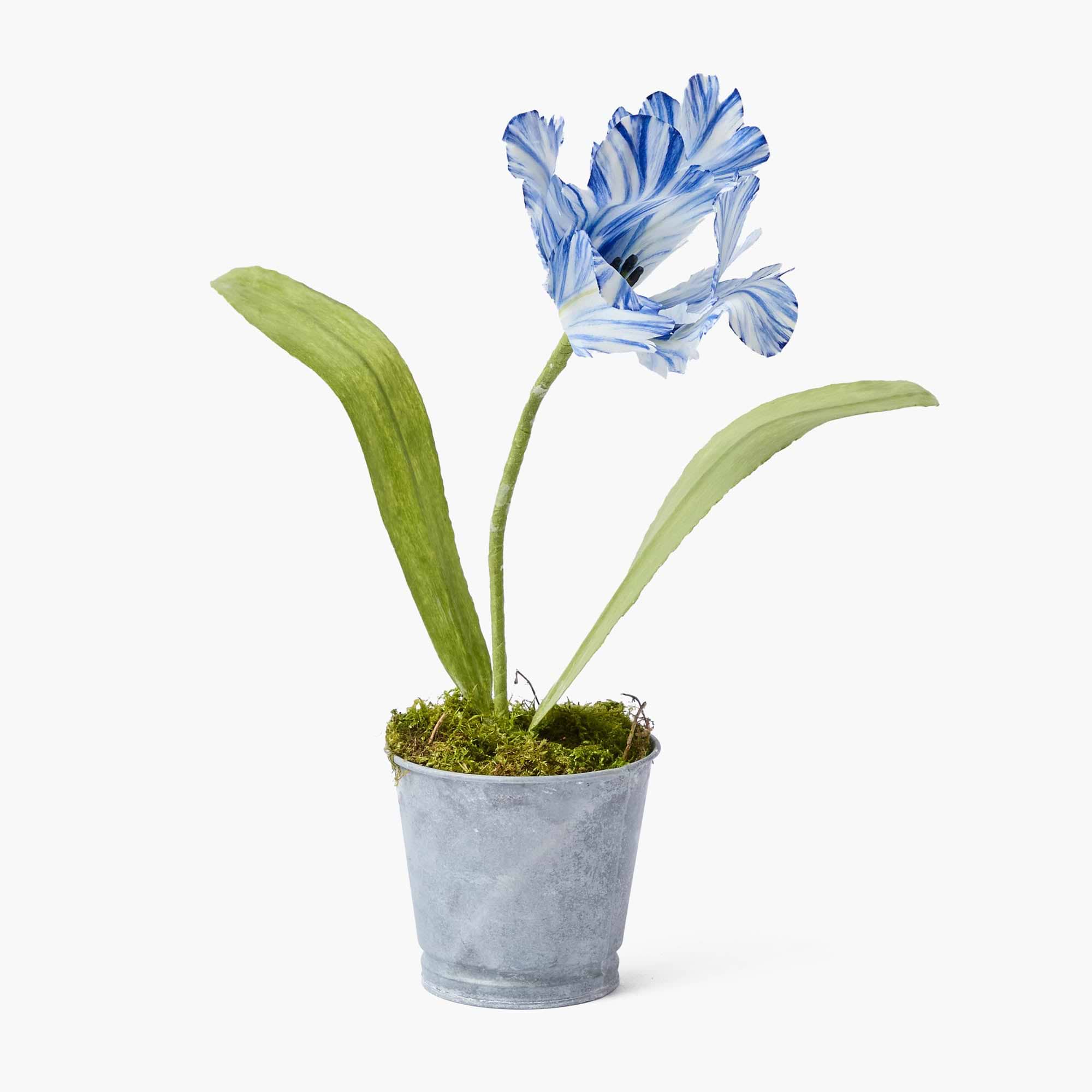 Mrs. Alice Handpainted Blue Tulip