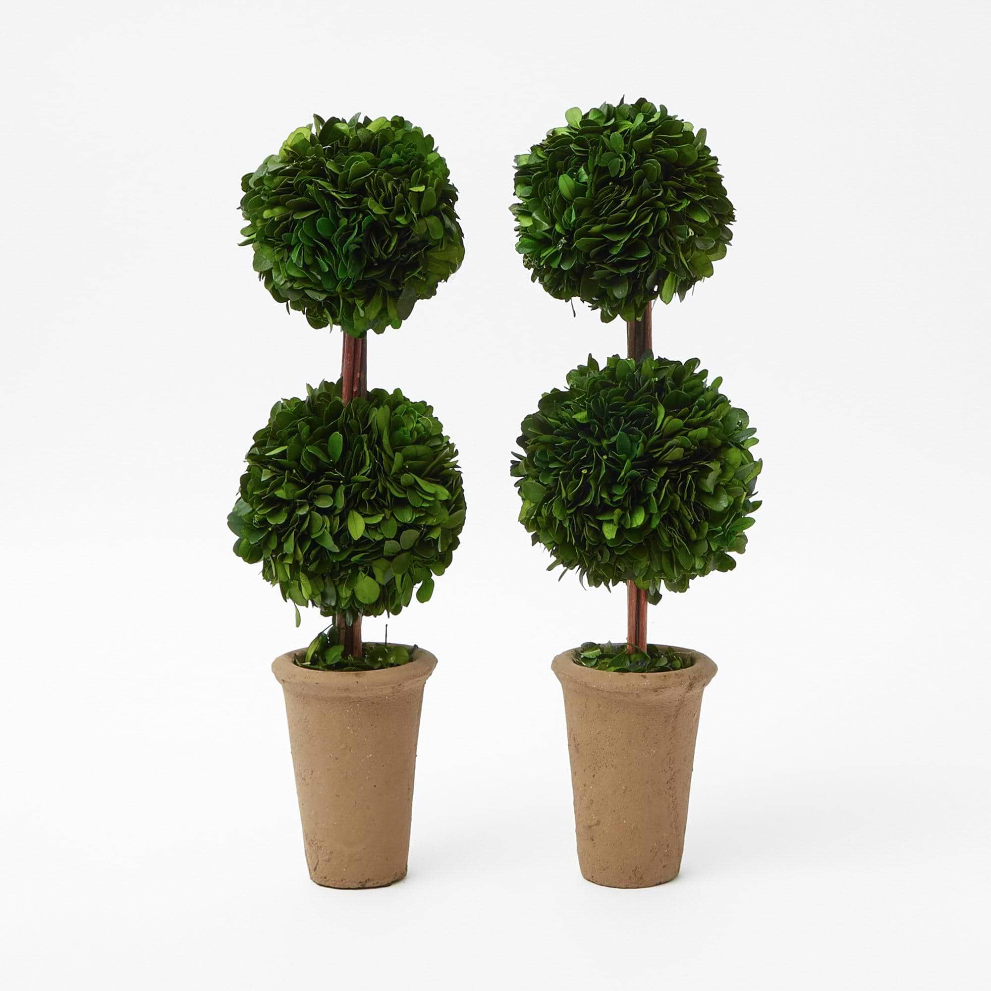 Elevate your home decor with the Double Potted Boxwood Balls - a charming pair that adds a touch of timeless natural elegance to your living space.