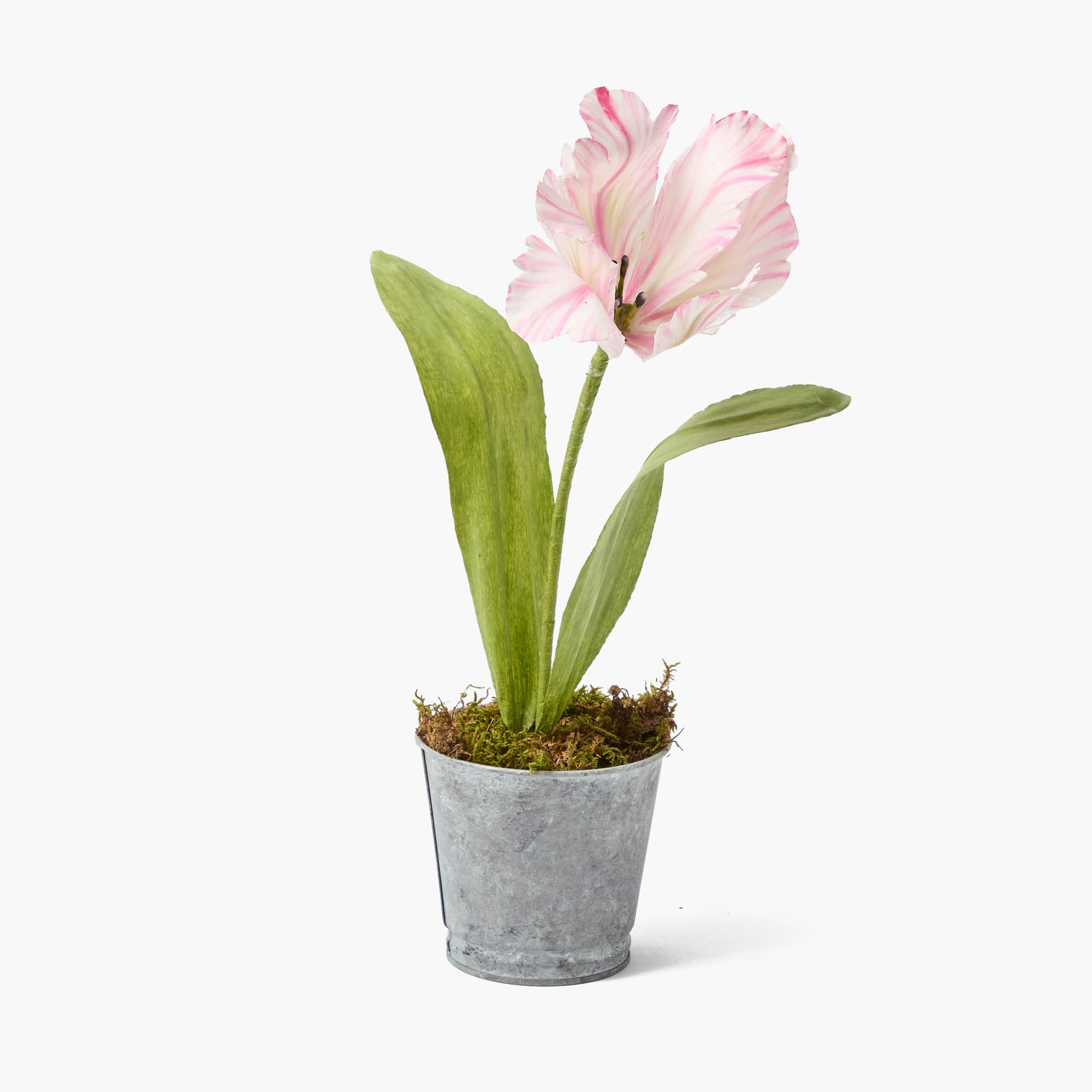 Pink Handpainted Tulip