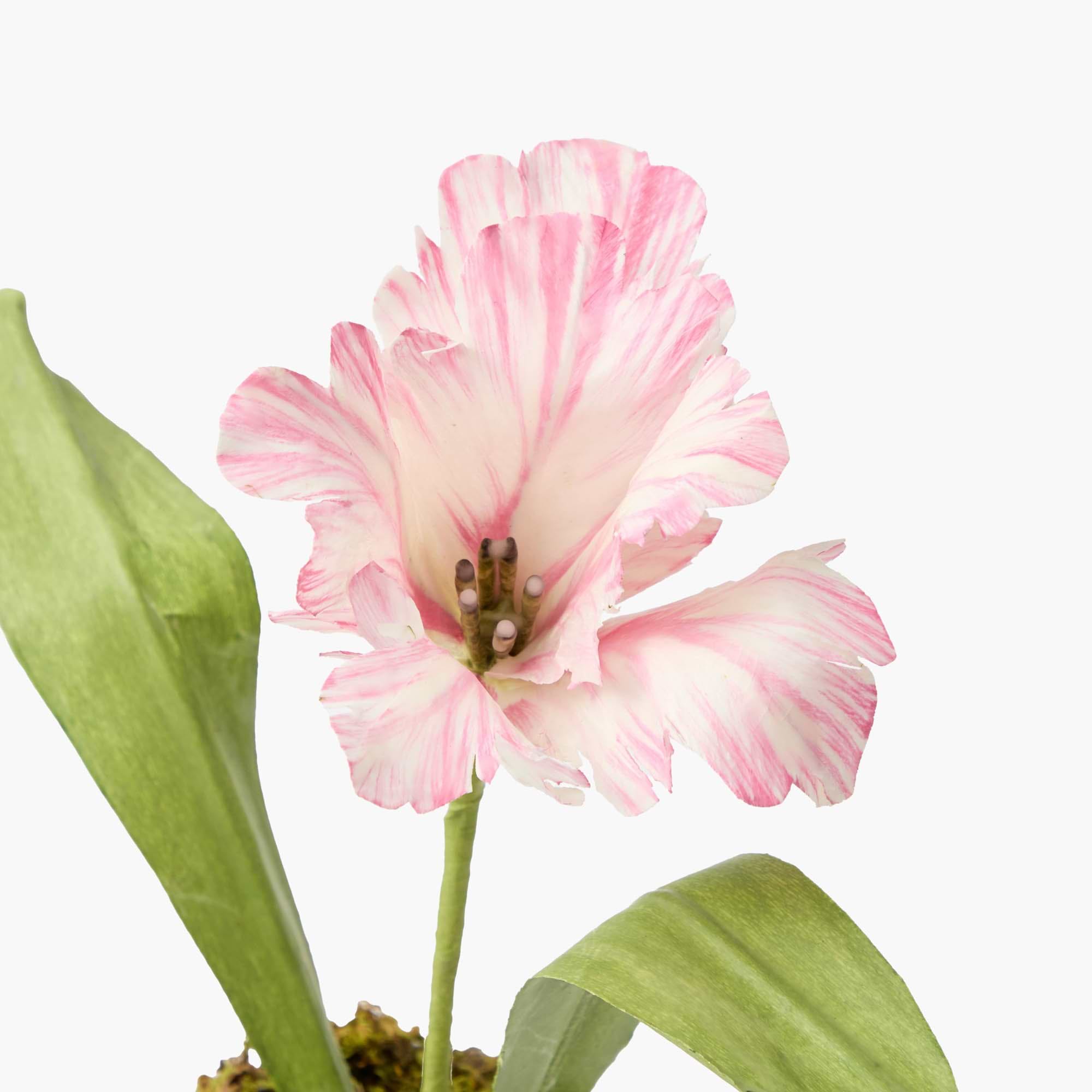 Pink Handpainted Tulip
