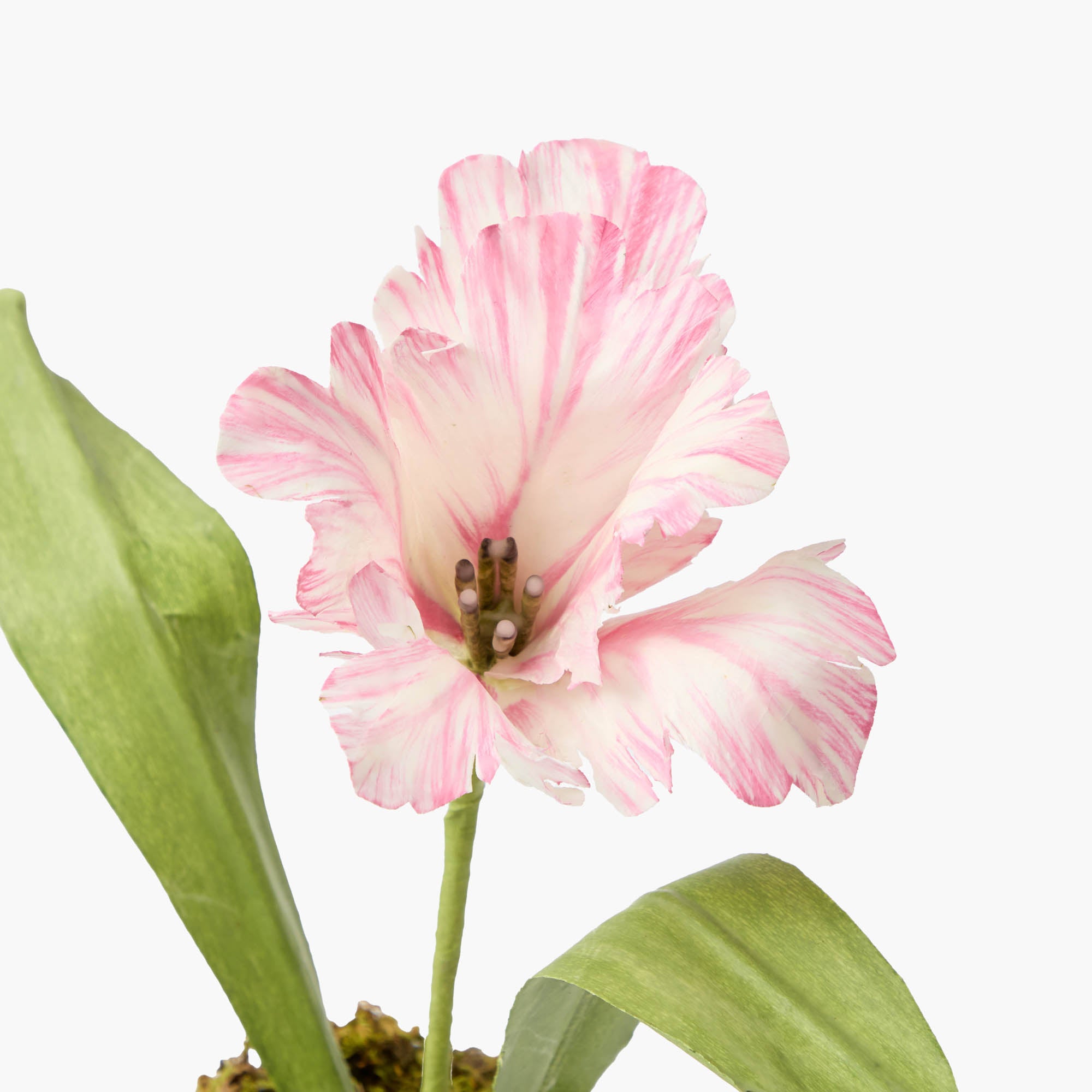 Pink Handpainted Tulip