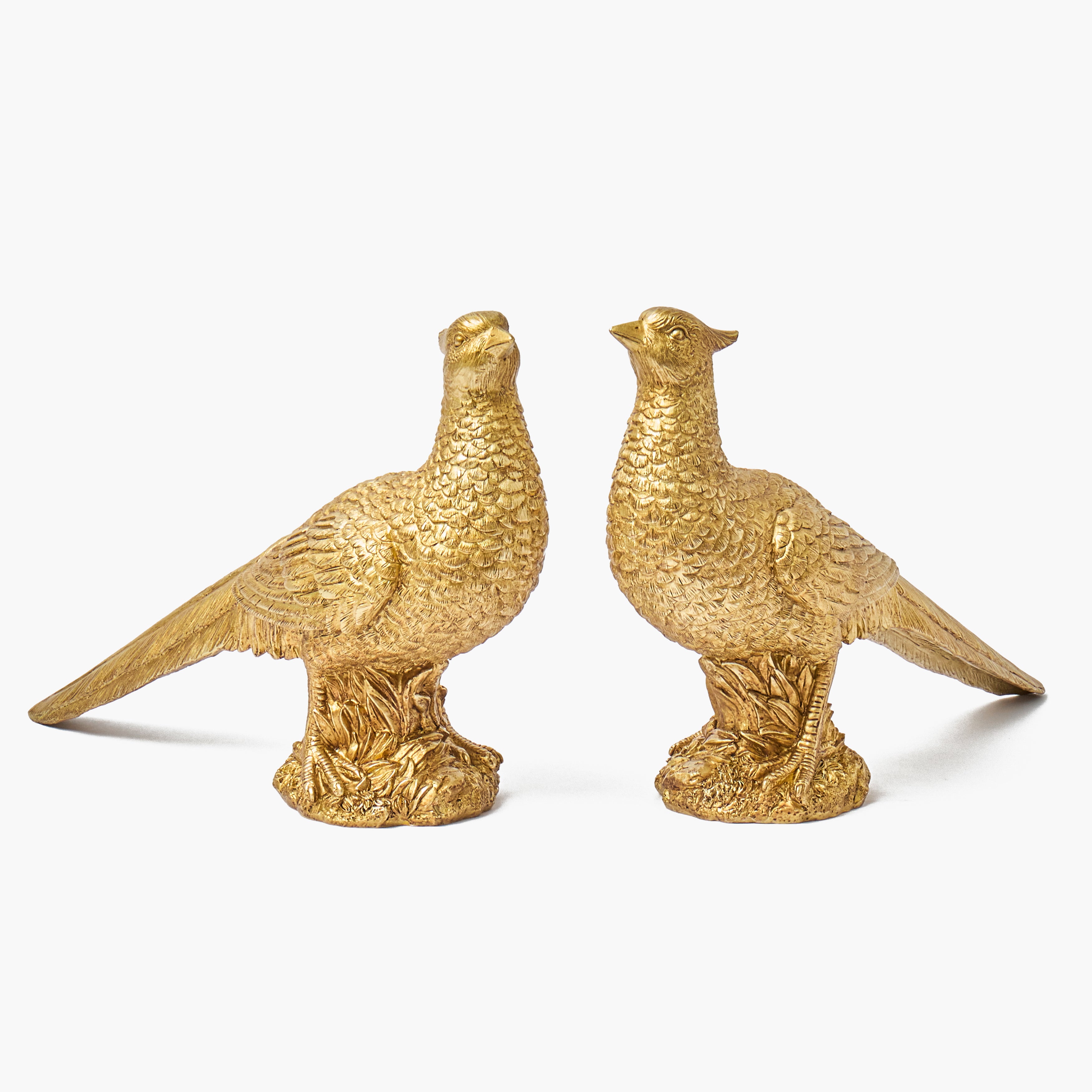 Gold Pheasant (Pair)