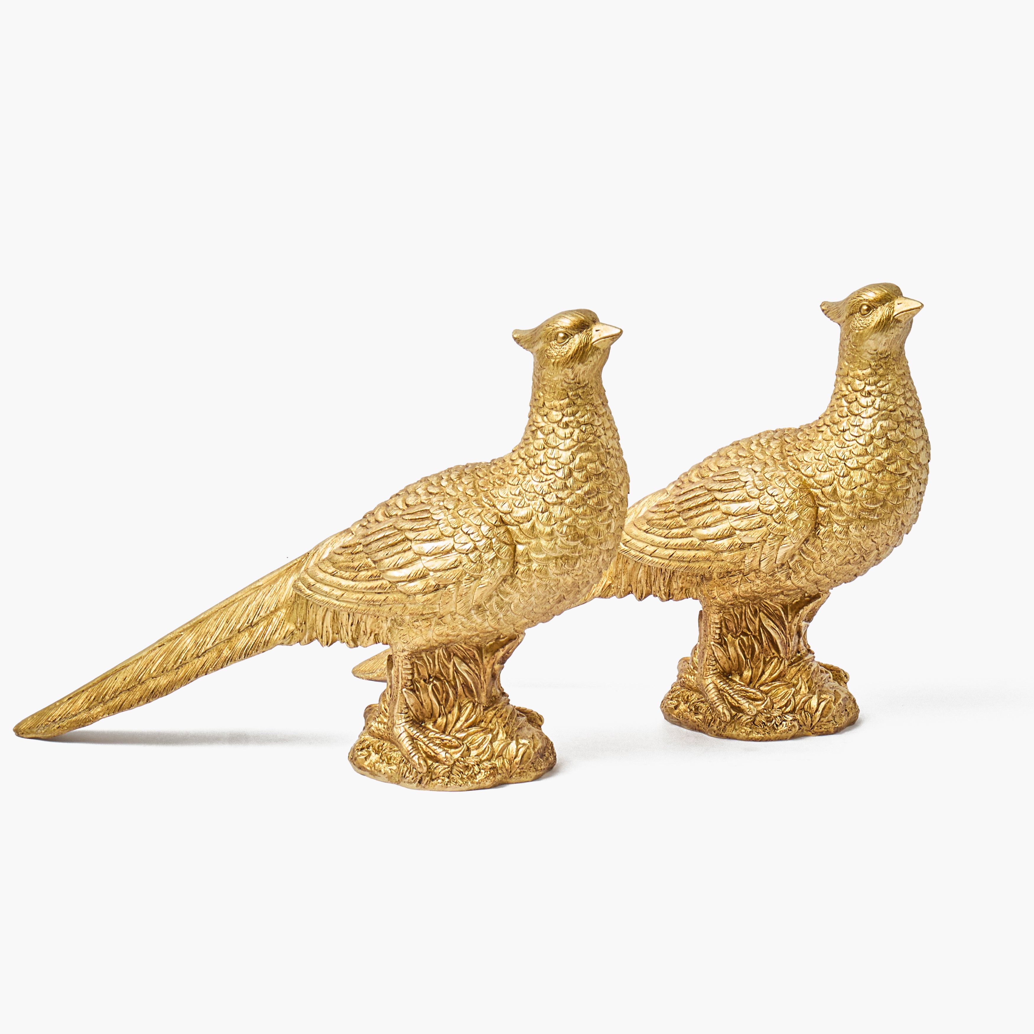 Gold Pheasant (Pair)
