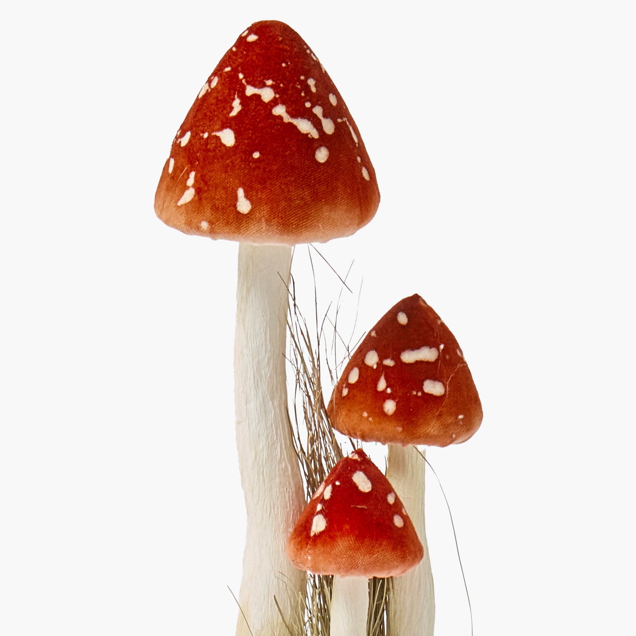 Speckled Mushroom Family
