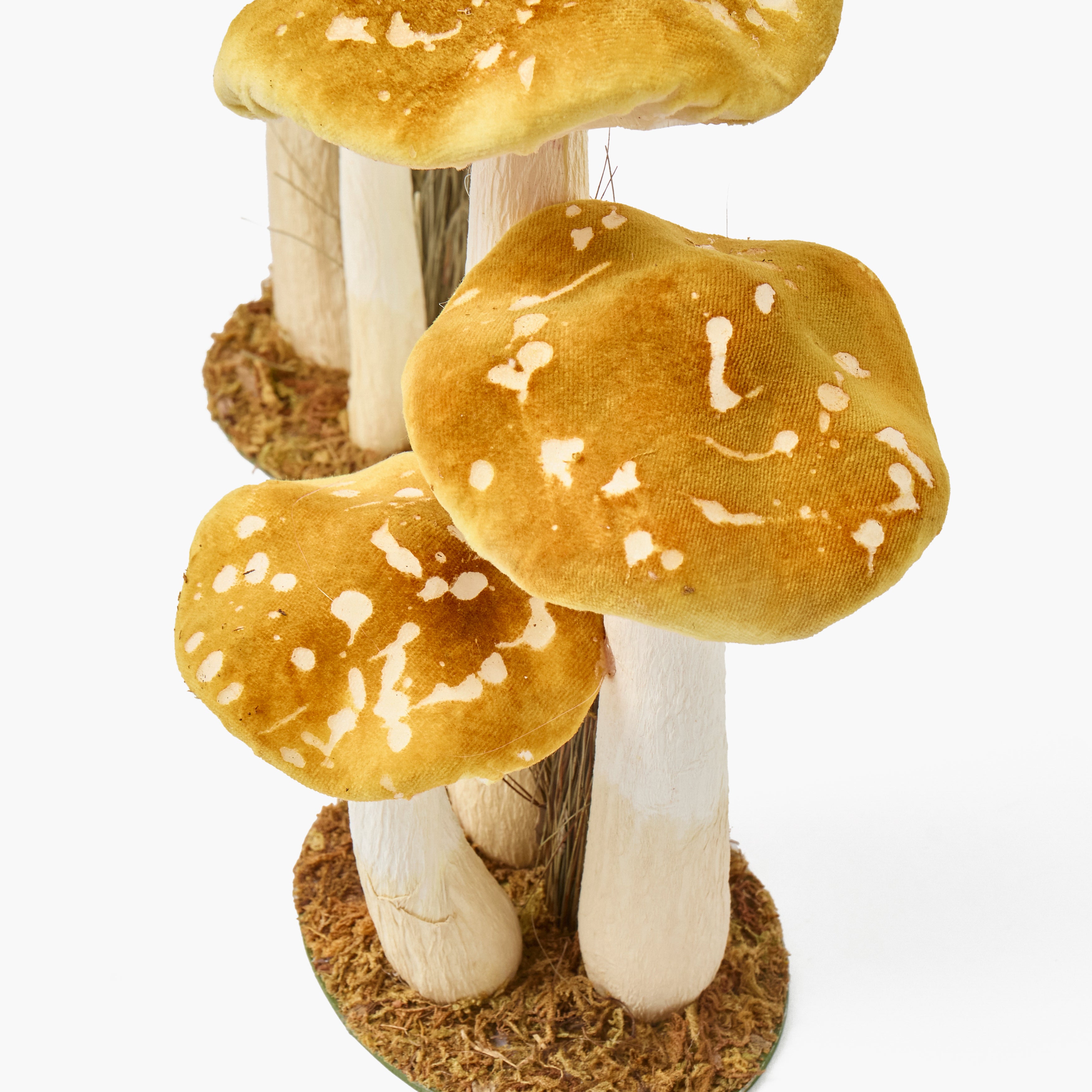 Speckled Mushroom Family