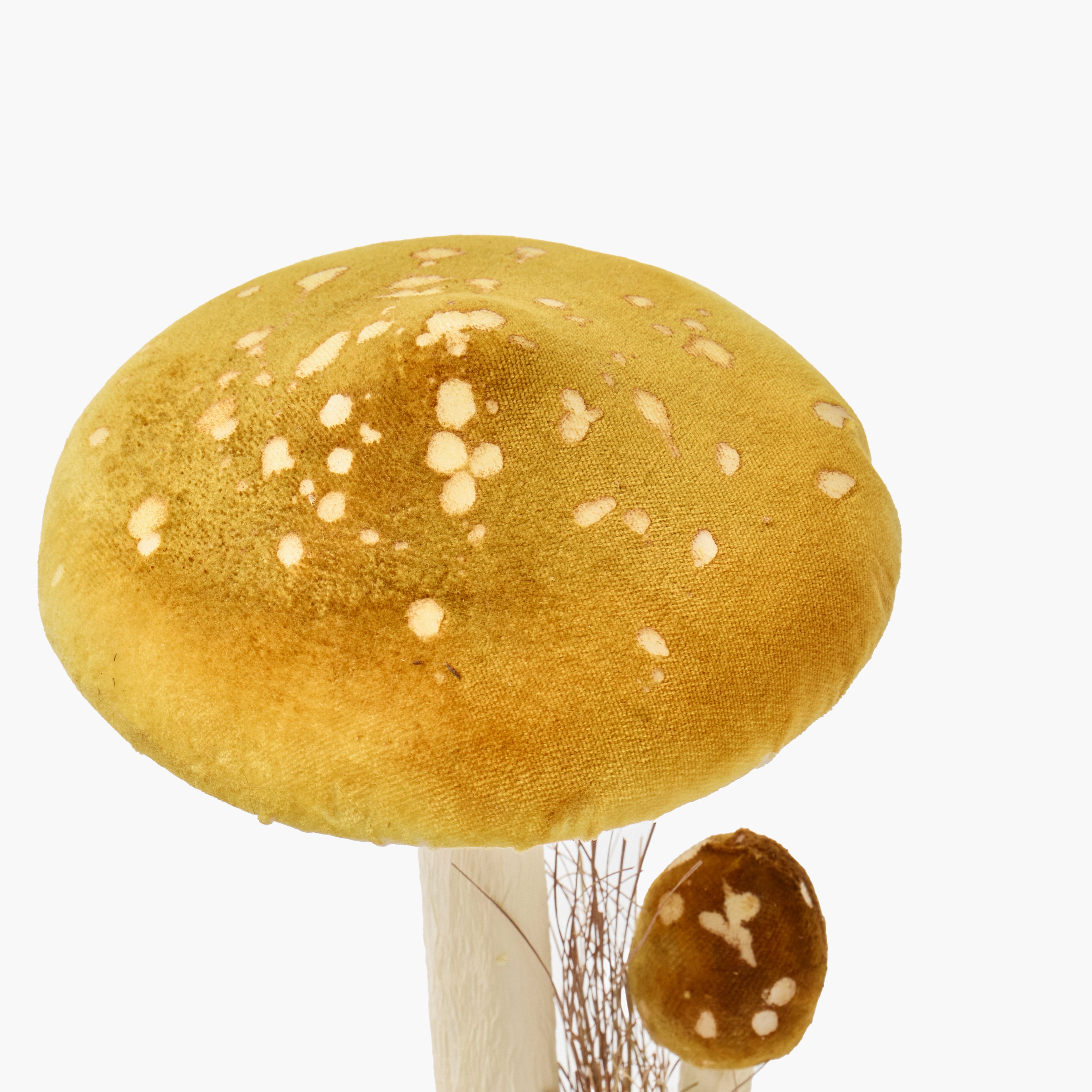 Speckled Mushroom Family