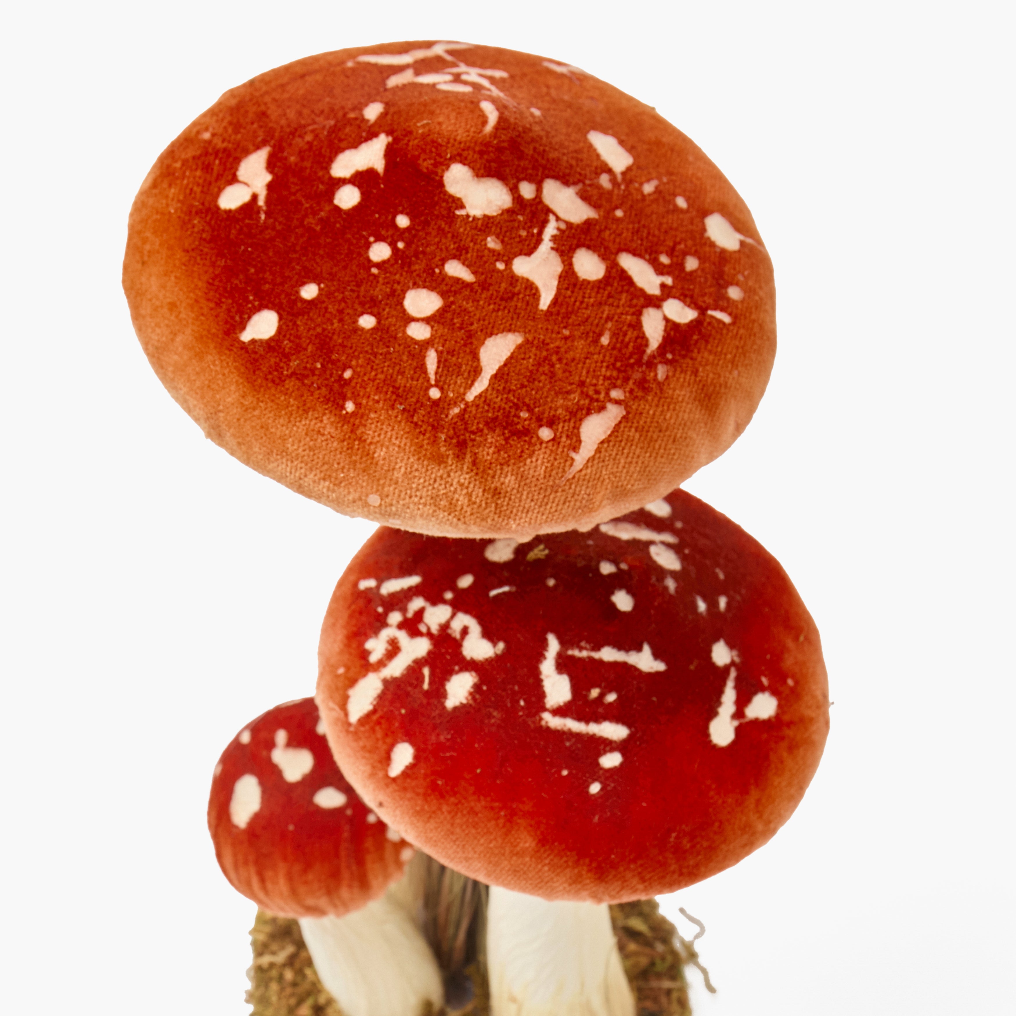 Speckled Mushroom Family