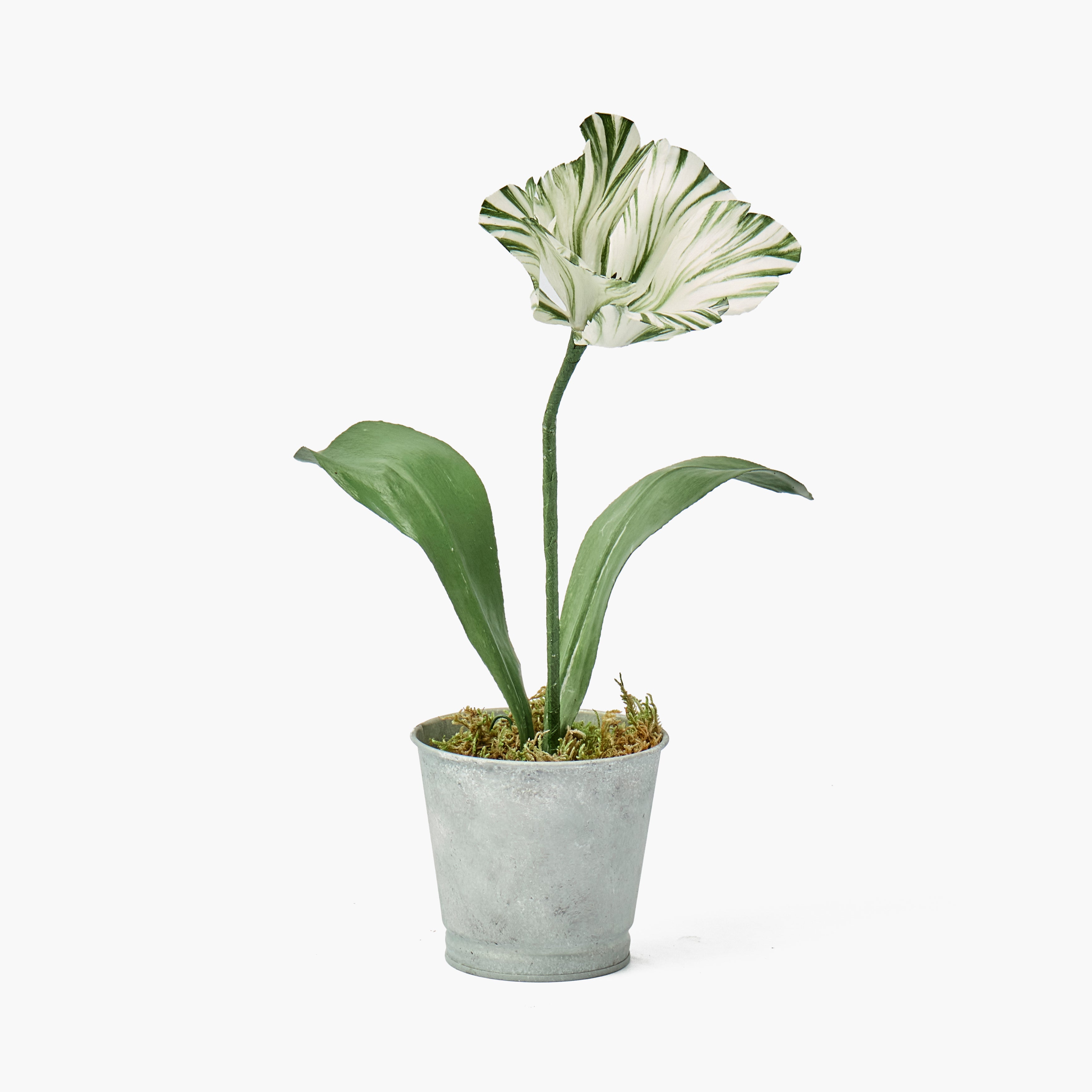 Mrs. Alice Handpainted Olive Tulip