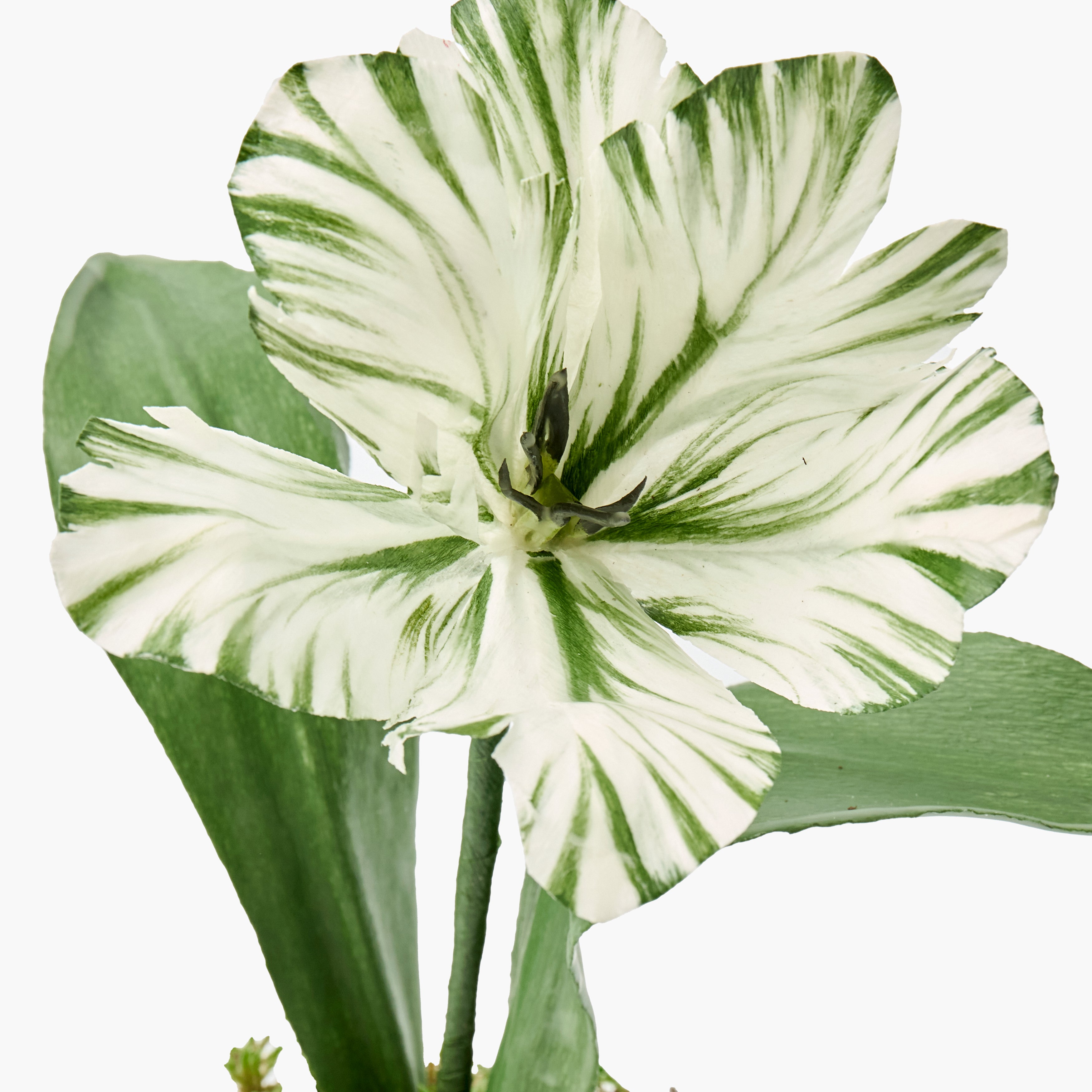 Mrs. Alice Handpainted Olive Tulip in Silver Footed Vase