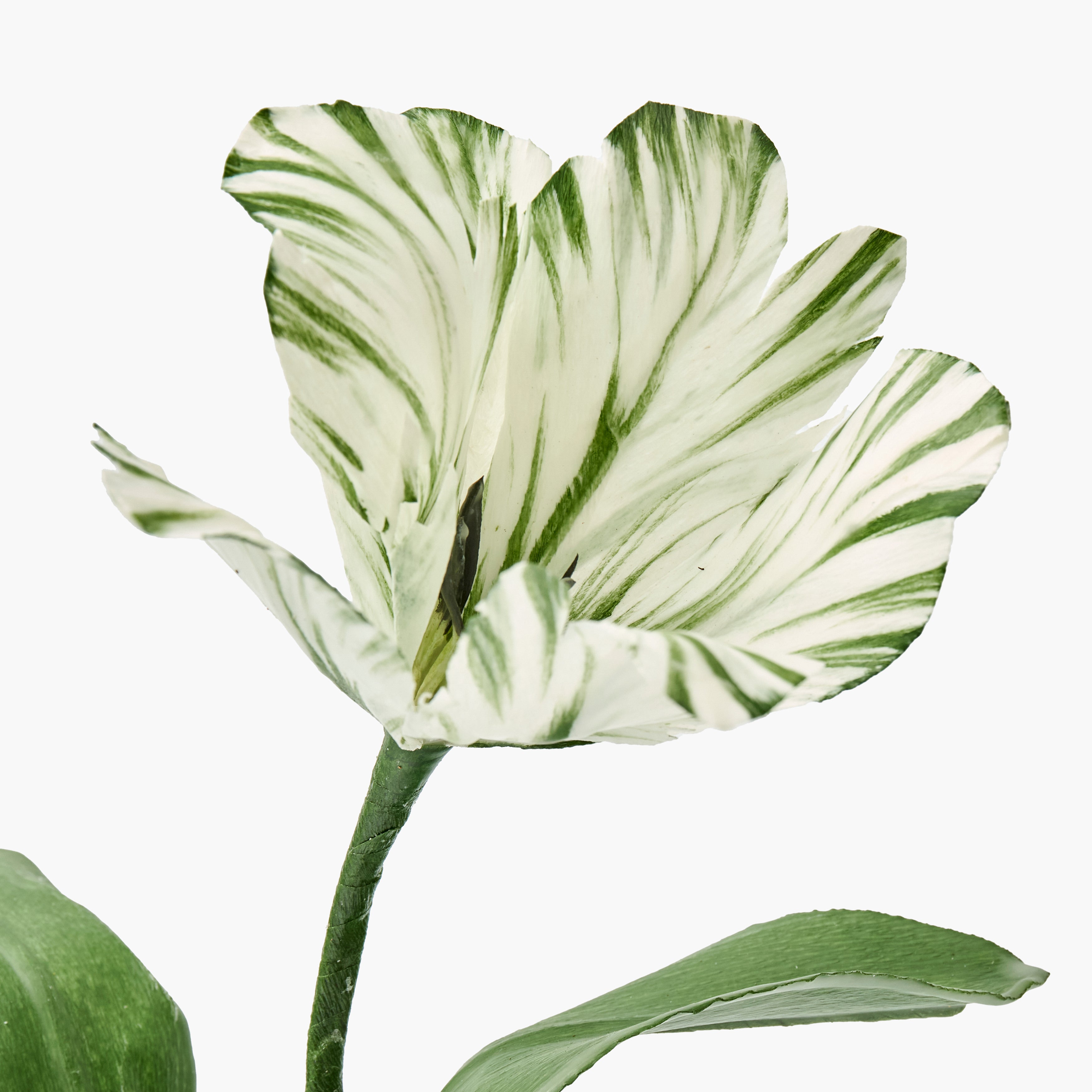 Mrs. Alice Handpainted Olive Tulip