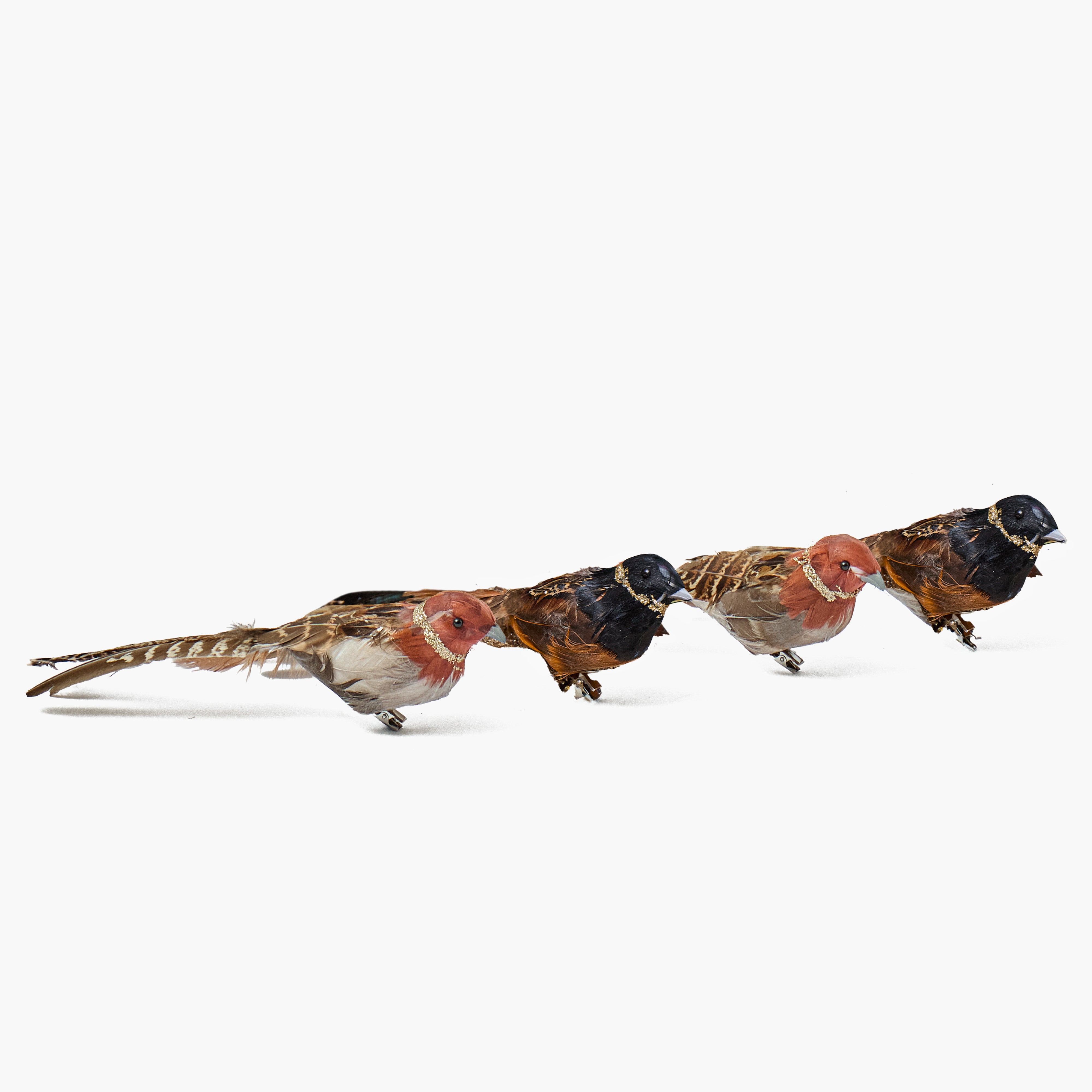 Long-Tailed Birds (Set of 4)