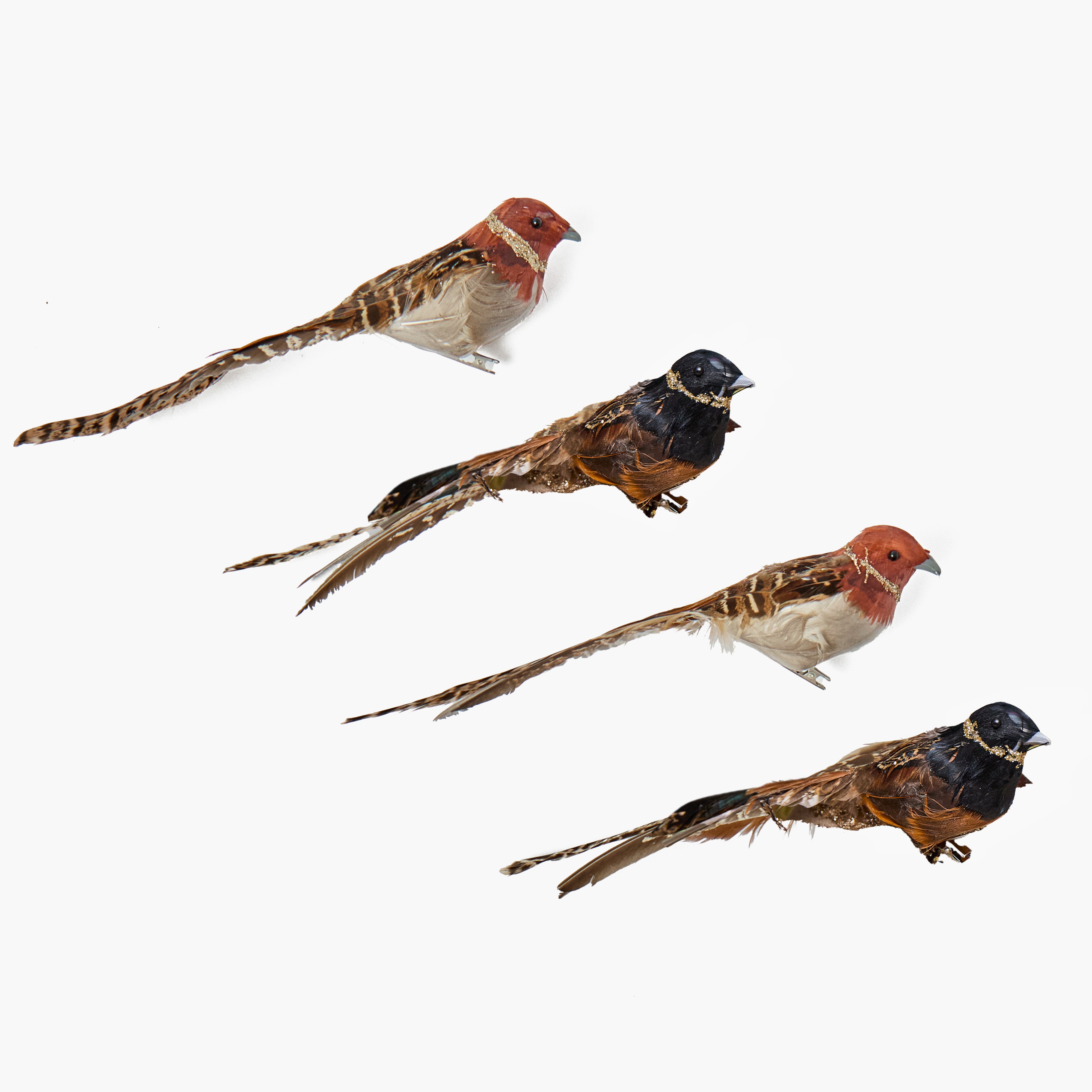 Long-Tailed Birds (Set of 4)
