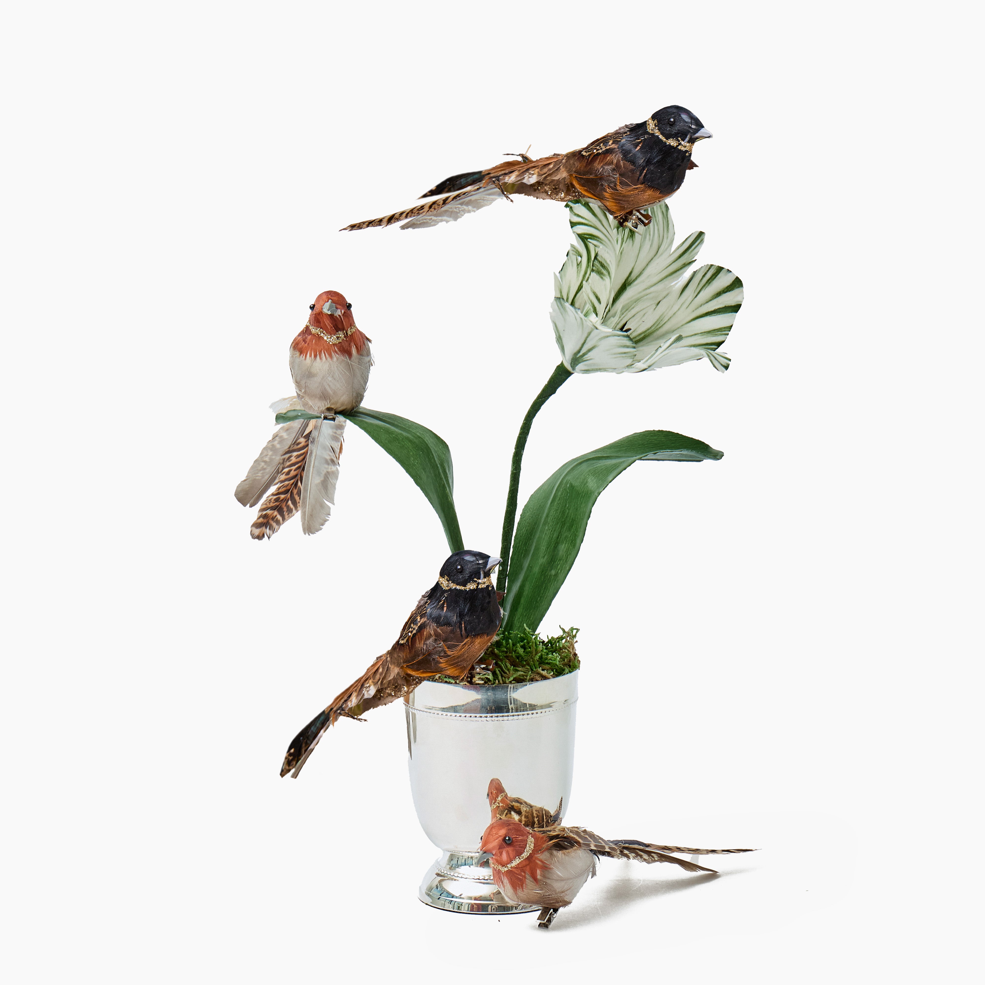 Long-Tailed Birds (Set of 4)