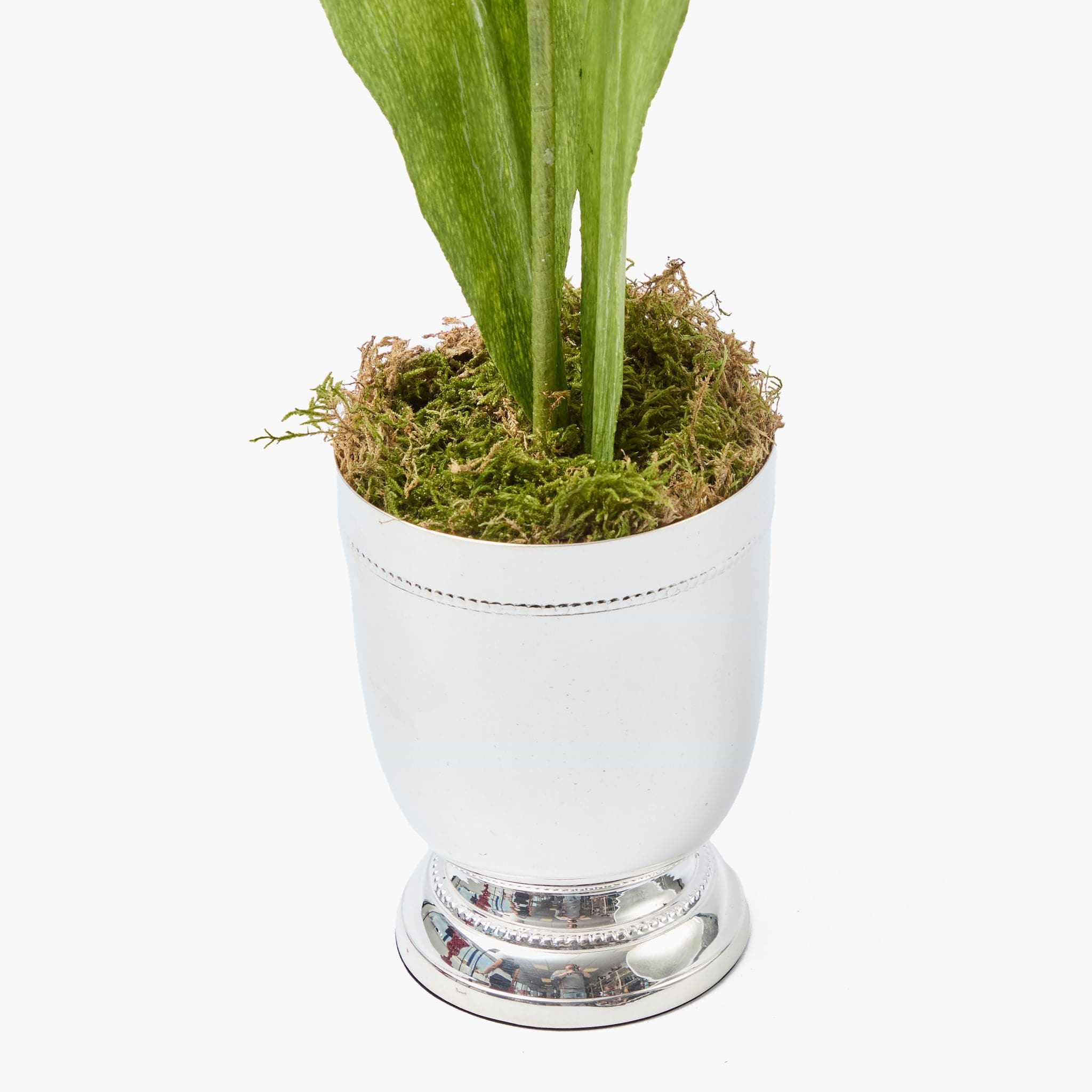 Mrs. Alice Handpainted Red Tulip in Silver Footed Vase