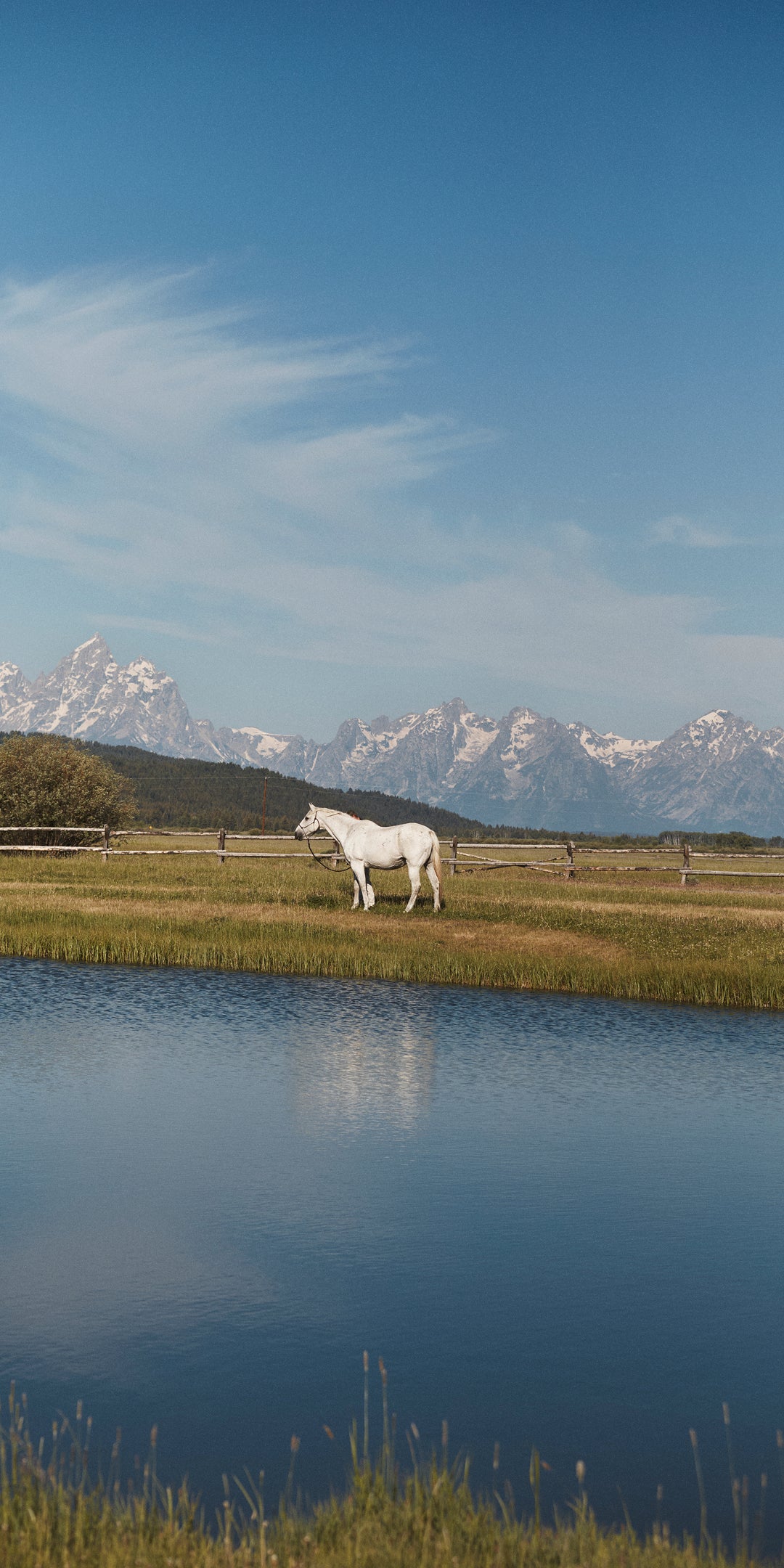 A white horse stands in a grassy field near a tranquil pond, with majestic mountains and a clear blue sky in the background.