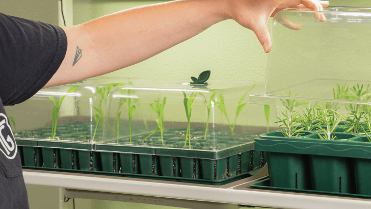 Vego garden beds