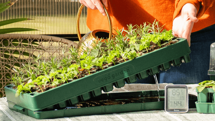 Vego garden beds