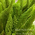 Foxtail Fern | Vego Garden