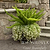 Foxtail Fern | Vego Garden