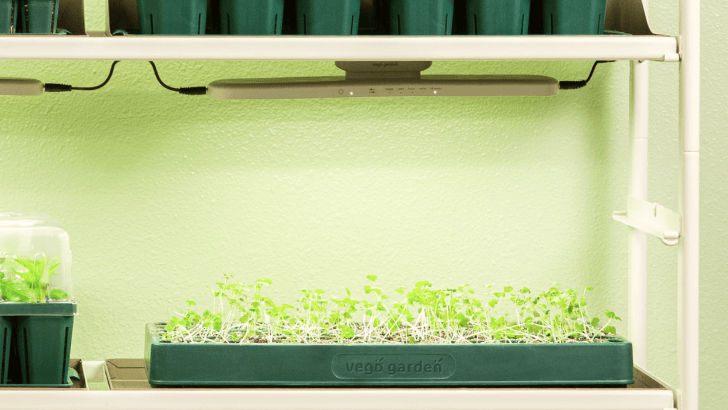 Vego garden beds