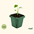 Extra-Large 5" x 5" Seedling Pot - 4 Pack | Vego Garden