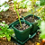 Seed Strating | Veog Garden