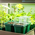 Seed Strating | Veog Garden