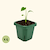 Extra-Large 5" x 5" Seedling Pot - 4 Pack