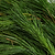 15 ft. White Pine Garland| Vego Garden