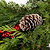 Holiday Bough Bundles | Vego Garden