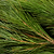 Holiday Bough Bundles | Vego Garden