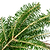 Holiday Bough Bundles | Vego Garden
