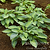 June Hosta | Vego Garden