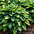 June Hosta | Vego Garden