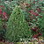Tiny Tower® Dwarf Alberta Spruce | Vego Garden