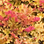 Marmalade Heuchera | Vego Garden