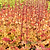 Marmalade Heuchera | Vego Garden