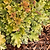 Marmalade Heuchera | Vego Garden