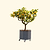 Improved Meyer Lemon Tree with Rolling Planter