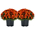 Garden Mums | Vego Garden