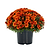8 Inch Chrysanthemums