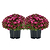 Garden Mums | Vego Garden
