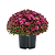 Garden Mums | Vego Garden