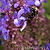 Blue Marvel Salvia | Vego Garden
